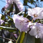 Bumthang Owl Trek